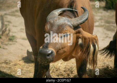 Nahaufnahme eines afrikanischen Waldbüffels im Zoo von Osnabrück Stockfoto