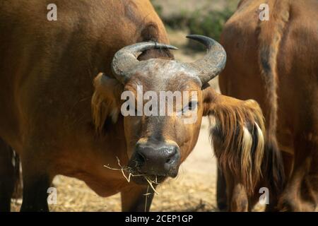 Nahaufnahme eines afrikanischen Waldbüffels im Zoo von Osnabrück Stockfoto