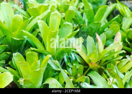 Bromeliad, oder Aechmea fasciata, Urne Pflanze, bromeliaceae Grünes Blatt Hintergrund schöne und nützliche dekorative Zierpflanzen Stockfoto