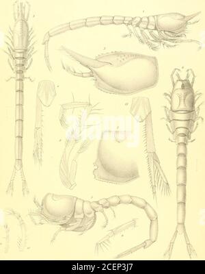 . Bericht über die wissenschaftlichen Ergebnisse der Reise von H. M. S. Challenger in den Jahren 1873-76 unter dem Kommando von Kapitän George S. Nares... und dem verstorbenen Kapitän Frank Tourle Thomson, R. N. ITO Sarsdel L;;h,W SchlacMer, StocKlwlm LEUCON ASSIMILIS, nsp. Iynun^männlich). PLATTE y. (ZOOL. CHALL. EXSP. TEIL LV. 1887.) lu. PLATTE V. SEITE ABB. 1-4. Leucon tenuh-ostrk, n. sp., . . 38 Abb. 1. Junges Weibchen, von der rechten Seite gesehen; um die Achtzigendurchmesser vergrößert. Abb. 2. Gleich, von oben gesehen. Abb. 3. Karapace, mit Antenne und Antenne, von der linken Seite gesehen; mehr hochvergrößert. Abb. 4. Letzte c Stockfoto