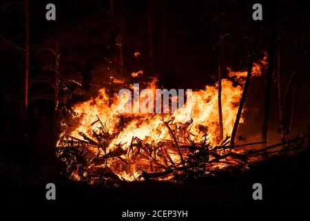 Große Flammen von Waldbränden in der Nacht. Intensive Flammen von einem massiven Waldbrand Stockfoto