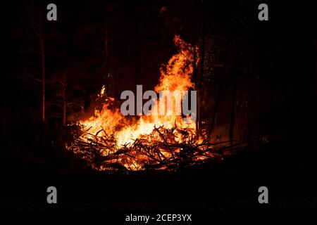 Große Flammen von Waldbränden in der Nacht. Intensive Flammen von einem massiven Waldbrand Stockfoto