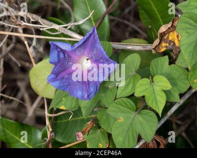 Blau Lila Morgen Glory Blume , verbracht Stockfoto