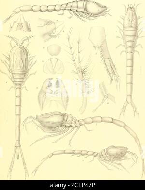 . Bericht über die wissenschaftlichen Ergebnisse der Reise von H. M. S. Challenger in den Jahren 1873-76 unter dem Kommando von Kapitän George S. Nares... und dem verstorbenen Kapitän Frank Tourle Thomson, R. N. PUSILLA, n sp.Feige! 24-26 CYCLASPIS EXSCULPTA, n.sp. PLATTE II. PLATTE II. SEITE Abb. 1-5. Vawithompsonia meridionalis, u. sp., . 23 Abb. 1. Junges Weibchen, von der rechten Seite aus gesehen; vergrößert um etwa vier Teenagerdurchmesser. Abb. 2 gleiche, von oben gesehen. Abb. 3. Anteriorer Teil der Karapace, von oben gesehen; höher vergrößert. Abb. 4. Gleicher Teil, von der rechten Seite gesehen. Eine Antenne; eine^, Antenne;X, Terminal Stockfoto