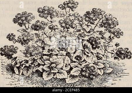 . Katalog von Saatgut, landwirtschaftlichen & gartenbaulichen Lieferungen und Führer für den Garten, Feld & Bauernhof. 15c 1.50 Alle 25c 2.50 20 Prozent Rabatt auf Bargeld erlaubt auf alle Bestellungen für Blumensamen ab 1.00 US-Dollar- JAHRESHÖHE PreisIn Fuß, pro Pkt. Abronia Umbellata. Delicate Eose 5c der Sand Verbena, ein schöner einheimischer Anhänger. Adonis. Flos. Karmesin, mit schwarzem Auge 1 5c die Fasane Auge, eine schöne, auffällige, frei blühende Pflanze. Ageratnm Mexicanum. Imperial Zwergblau, (siehe Schnitt). F 5C Weiß f 5C EINE feine Anualfür Bettwäsche oder gemischte Ränder. Aloiisoa Warscewizcii. Scharlachrot, sehr fr Stockfoto