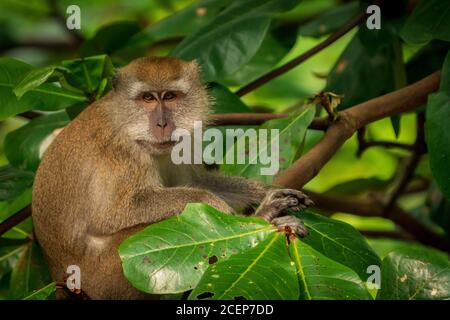 Ein einzelner langschwänziger Makaken im Bukit Timah Naturschutzgebiet, Singapur Stockfoto