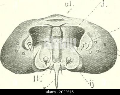 . Augen und keine Augen. Pflanzenläuse essen. Und Käfer sind Larven mit sechs kleinen Beinchen, bevor sie zu perfekten Käfer mit Flügeln wachsen. Die Raupen von Motten und Schmetterlingen sind leicht zu finden, daher werden wir uns eine in dieser Lektion ansehen. Es ist kaum Zeit im Sommer, dass Sie keine Raupe finden. Die der Orange-TippedButterfly kommen zuerst im April heraus. Im Mai legt der Kohl-Schmetterling ihre Eier, und bald fressen die Wassersäulen die jungen Kohlblätter.ETWAS später findet man unter den Brennnesseln die schwarzen Raupen mit weißen Flecken (2, S. 10), die im Juni in den Peac eintauchen werden Stockfoto