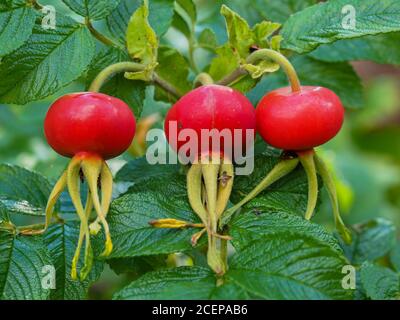 Nahaufnahme von drei großen roten Hagebutten auf einem Busch Im Spätsommer Stockfoto