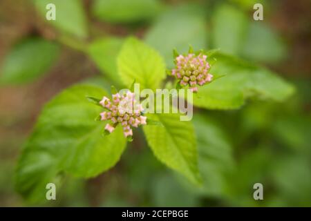 Selektiver Fokus der rosa Lantana Camara Blüten Stockfoto