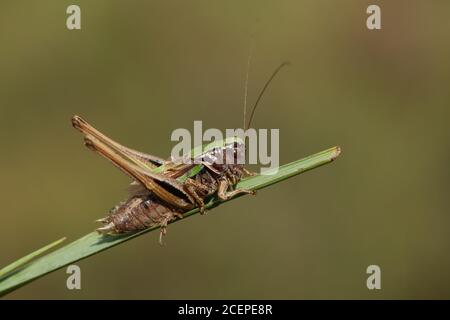 Ein seltener Bog Bush Cricket, Metrioptera brachyptera, der auf einem Grashalm ruht. Stockfoto