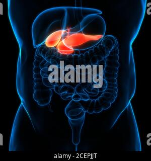 Menschliche innere Organe Bauchspeicheldrüse mit Gallenblase Anatomie Stockfoto