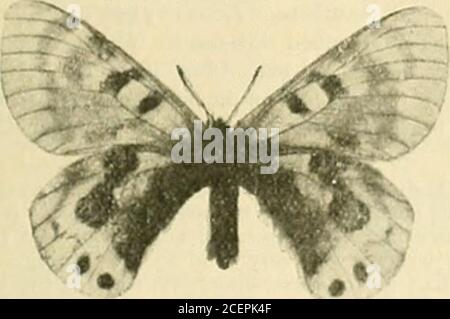 . Science-Klatsch. *?? . Tittal 6 Tönung der Creme Farbe. Das Neun ist stark markiert, erzeugt etwas 1 Lie-Effekt in der gesehen. /. kardinal 9 e Schmetterling (Aporia crataegi). F.W.mit zwei gut markierten schwarzen subcostal sp ioutei om, die viel weniger definiert sind, marginal sub-1 sein Land sehr schmal, in einigen Exemplaren fast abwesend. Sub-marginal Hand grau eher thanblack, waw und erreichen bis etwa die Hälfte der Länge der ou. marg. In. marg. Spot vorhanden, aber unbestimmt, al least in :. II.w.ou. Becher. Ohne Amtigs. In. marg. Deeplj schwarz, die übliche Costal Stockfoto