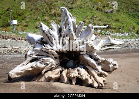 Driftwood Stump mit Linien, die alle auf das Loch in zeigen Die Mitte Stockfoto