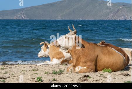 Kühe liegen an einem Sandstrand, Tiere sonnen sich in der Sonne. Rinder an der Küste. Schöne Natur Hintergrund. Stockfoto