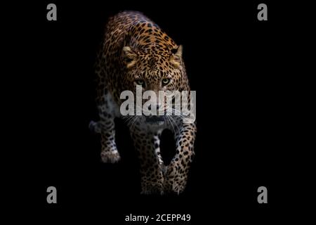 Panther mit schwarzem Hintergrund Stockfoto