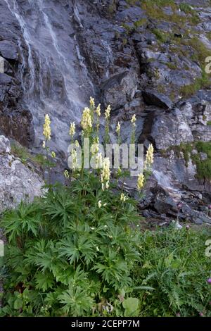 Wolfs Fluch, Aconitum vulparia, wächst vor einem Wasserfall auf einem dunklen Felsen Stockfoto