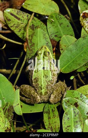 Gewöhnlicher Europäischer Frosch, Grüner Frosch, Teichfrosch oder essbarer Frosch, Pelophylax kl. Esculenta aka Rana esculenta in Garden Pond Stockfoto