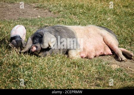 Baskisches schwarzes Schwein, das mit seinem Ferkel, Euskal txerria, liegt. Aldudes. Donobane garazi. Baskenland. Frankreich. Stockfoto