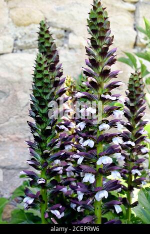 Acanthus Plant, Acanthus mollis, bekannt als Bear's Breeches, Sea Dock, Sea Holly, Oyster Plant oder Bear's Foot Plant Stockfoto