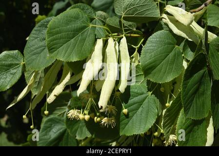 Blumen und Früchte von großblättrigen Lindenbaum oder großblättrige Lime, Tilia platyphyllos Stockfoto