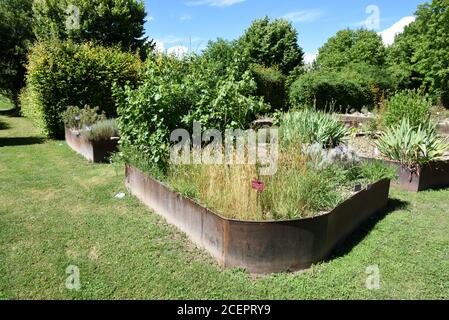 Metallhochbetten & Anthoxanthum odoratum oder Sweet Vernal Grass In Salagon Gardens Mane Alpes-de-Haute-Provence Frankreich Stockfoto