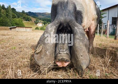 Baskisches schwarzes Schwein, euskal txerria. Aldudes. Donobane garazi. Baskenland. Frankreich. Stockfoto