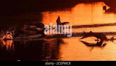 Christchurch, Großbritannien. September 2020. Eine Familie von Schwanen bei Sonnenaufgang auf dem Fluss Stour in Christchurch in Dorset. Kredit: Richard Crease/Alamy Live Nachrichten Stockfoto