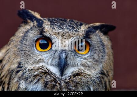 Europäische Adlereule (Bubo bubo) Erwachsener in Pflege im Wildlife-Rettungszentrum. Stockfoto