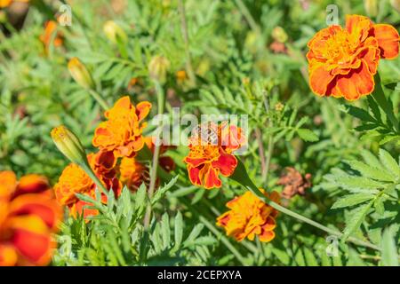 Orangenblüten, französische Ringelblume, Tagetes-Patula Stockfoto