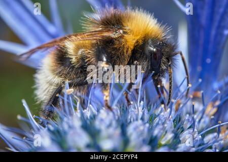 Weibliche Weißschwanzbumblebee, Bombus Lucurom, auf einer Seekrautblüte, Eryngium giganteum. Stockfoto