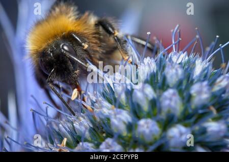 Weibliche Weißschwanzbumblebee, Bombus Lucurom, auf einer Seekrautblüte, Eryngium giganteum. Stockfoto