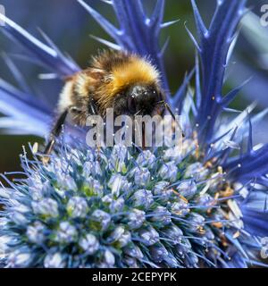 Weibliche Weißschwanzbumblebee, Bombus Lucurom, auf einer Seekrautblüte, Eryngium giganteum. Stockfoto