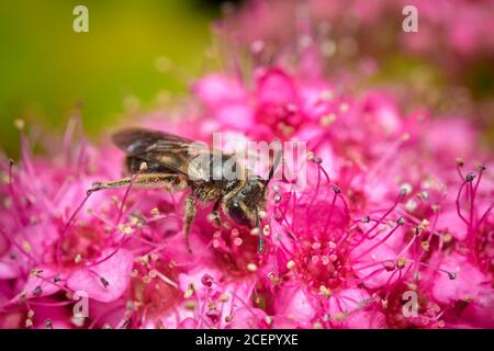 Chocolate Mining Bee, Andrena scotica, auf rosa Blume Stockfoto