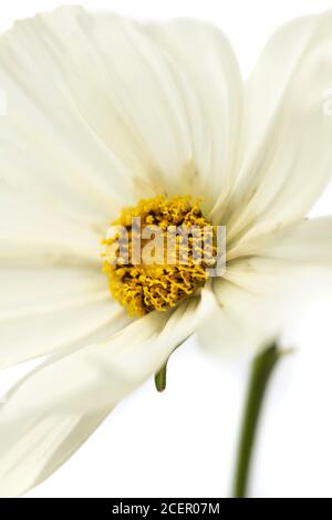 Cosmos Bipinnatus 'Purity' Stockfoto