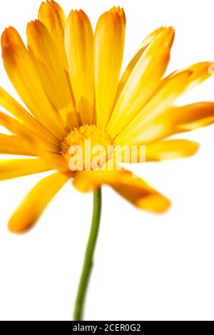 Calendula 'Nova' - Pot Marigold Stockfoto
