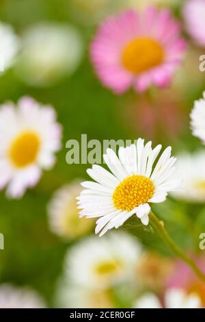Mexikanische Flohblume, Erigeron karvinskianus, Garten mehrjährige Blume. Clackmannanshire, Schottland Stockfoto