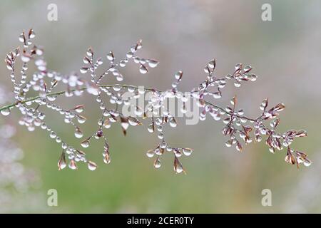 Mit Tau bedecktes Gras. Stockfoto