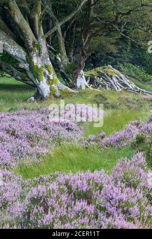 Buche und Ling Heather. Lammermuir Hills, East Lothian, Schottland Stockfoto