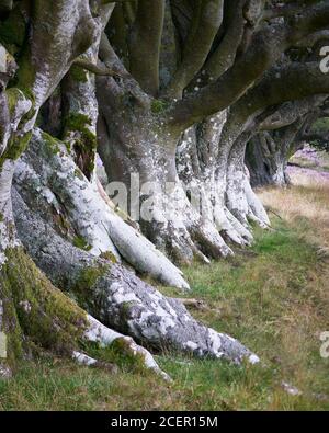 Reihe von Buchenbäumen, Lammermuir Hills, East Lothian, Schottland Stockfoto