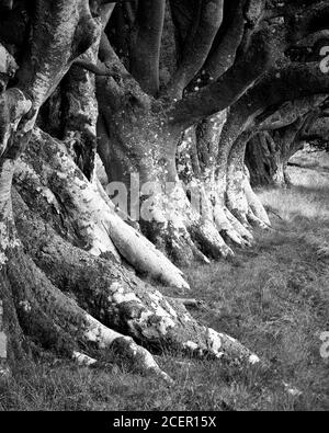 Reihe von Buchenbäumen, Lammermuir Hills, East Lothian, Schottland. Schwarz und Weiß Stockfoto