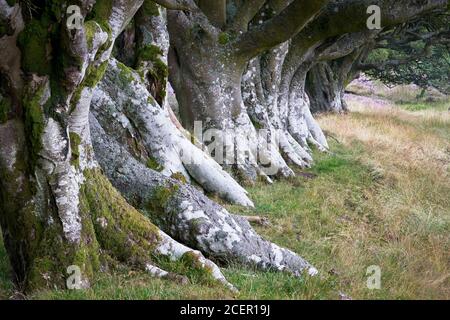 Reihe von Buchenbäumen, Lammermuir Hills, East Lothian, Schottland Stockfoto