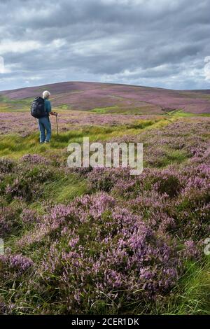 Weibliche Wanderung auf Nine Stone Rig durch Heidekraut in den Lammermuir Hills, East Lothian, Schottland Stockfoto