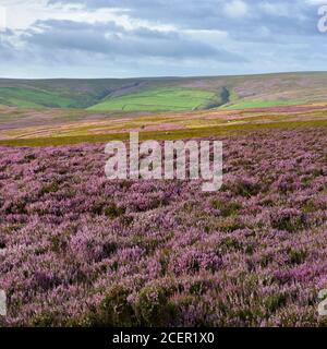 Heather Moorland, Lammermuir Hills, Scottish Borders, Schottland. Stockfoto