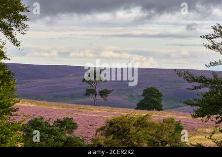 Bäume auf Heidemoor, Lammermuir Hills, East Lothian, Schottland Stockfoto