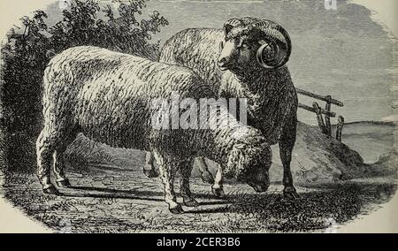 . Die Mais- und Viehherde Bezirke von Frankreich. Y ^ i. Ira ALTE RAMBOUILLET MERINO.. MODERNES RAMBOUILLET MERINO. SCHAFE. 115 der gefürchtete Feind und wandelte mit ihm, bis er in der Bretagne sicher war. Nach 1816 breitete es sich allmählich durch Frankreich aus, bis es zu dieser Zeit wahrscheinlich 9 Millionen von mehr oder weniger reinen Merinos im Norden Frankreichs und 60,000,000 in Australien, Neuseeland und Südafrika gibt. Keine moderne Einführung einer neuen Rasse Stockfoto