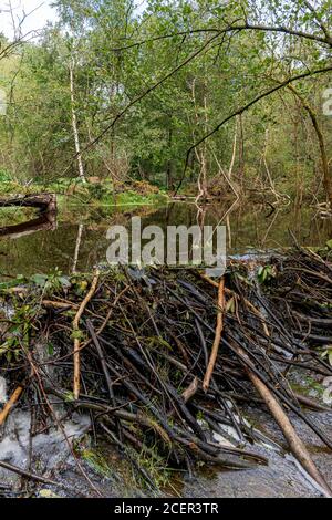 Biberdämme im Cropton-Wald Stockfoto