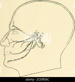 . Beiträge der Abteilung für Neurologie und des Laboratoriums für Neuropathologie (Nachdrucke). Er Homologie zwischen den dorsalspinalen Ganglien und den kranialen Ganglien – gasserian, petrous, jugular, und Geniculat – ohne zu wissen, dass die Funktionen dieser ganglionischen Systeme die gleichen sind wie die der Ganglien mit ihren afferenten Nerven. Wenden wir uns nun dieser Frage der Homologien zu, die von der Embryologie angeklagt werden. Im Evolutionsprozess hat sich das Genikulateganglion, und zu einem großen Teil aller Wahrscheinlichkeit nach die peretorischen SINNESFUNKTIONEN DES SIEBENTEN NERVS 2S9 Ganglion, übertragen Stockfoto