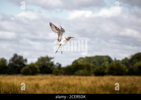 Ein junger Curlew (numenius arquata) auf der Flucht, nachdem er in die Wildnis um Lough Neagh in Nordirland entlassen wurde, nachdem er vor einem Torffeuer gerettet wurde. Stockfoto