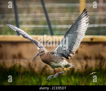 Ein junger Curlew (numenius arquata) auf der Flucht, nachdem er in die Wildnis um Lough Neagh in Nordirland entlassen wurde, nachdem er vor einem Torffeuer gerettet wurde. Stockfoto