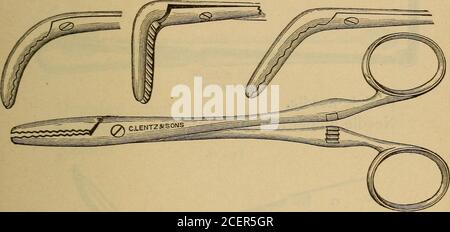 . Krankenpflege in der Bauchchirurgie und Erkrankungen von Frauen. Volsella. STERILISATION VON INSTRUMENTEN, ETC. 91 Zangenzangen oder große Druckzangen, gerade. Abb. 19. Zange. Gebogene Druckzange.T A « Abb. 20. Stockfoto